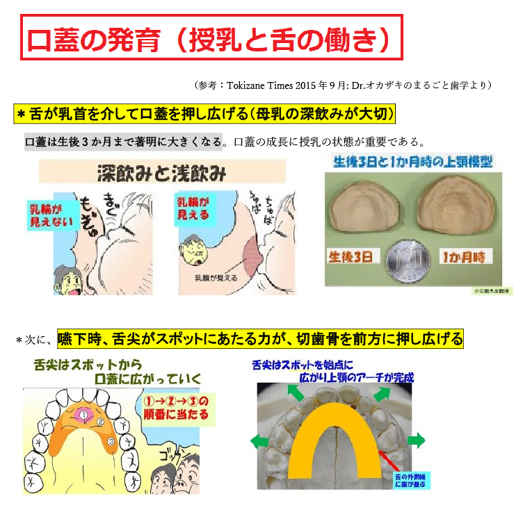 授乳と舌の働き